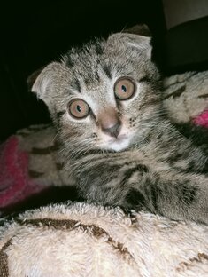 Только самые милые,и смешные животные 