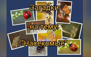 Досуг для детей на тему: "Загадки о насекомых"