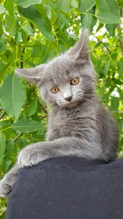 Наши подопечные, которые нашли дом 2022