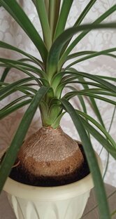 Каудексные и клубневые