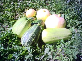 Жизнь растений.