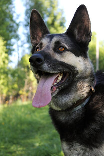 Цер (Офицер)