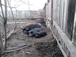 Свиньи и другие животные