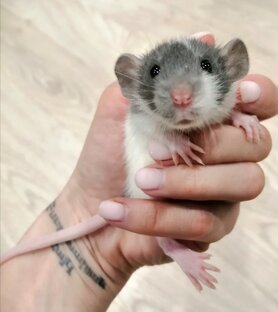 Домашние питомцы