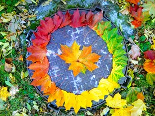 Цветы и растения