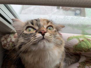 Смешная кошка