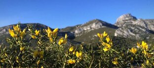 Разное  из жизни французов