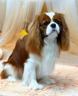 Кавалер Сэм