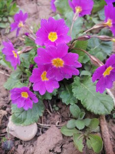 Цветы для лентяев. 