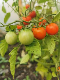 Огородные заботы