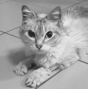 Аля_воин_ФИП