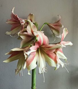 Гиппеаструмы и другие амариллисовые