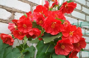 Абутилоны, фуксии