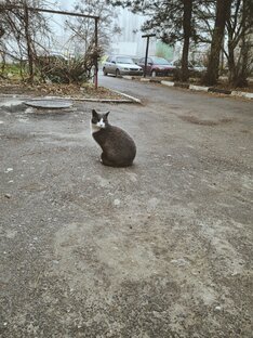 Коты нашего двора