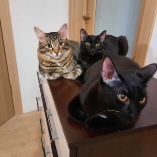 Наши любимые хвостики