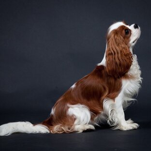 Щенки Кавалер Кинг Чарльз Спаниелей