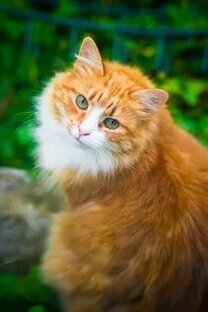 Анекдоты с котиками