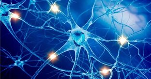 Для укрепления нервной системы