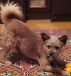 История моя : от беспризорника до  любимого Иржика