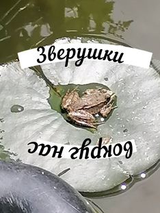 Зверушки вокруг нас