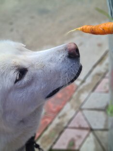 Питание собак🐕