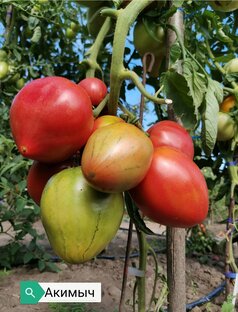 Каталог сортов 2026