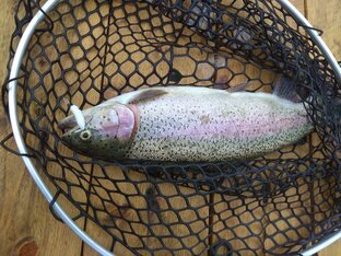 Радужная форель.