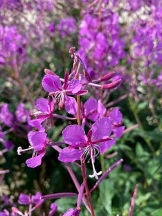 Фото сделанные на айфон 11