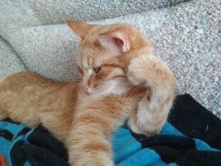 Коты и другие хвостатые родственники