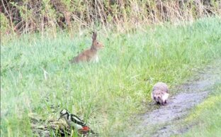 Обитатели тихого леса