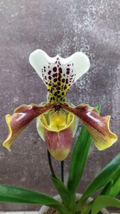 Мои орхидеи