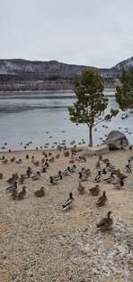 В мире животных