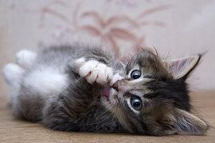 Коты, кошки и другие забавные животные