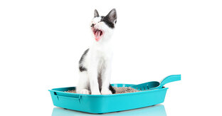 КАК ПРИУЧИТЬ КОШКУ К ЛОТКУ С НАПОЛНИТЕЛЕМ И БЕЗ НЕГО