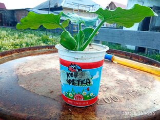 Юные огородники