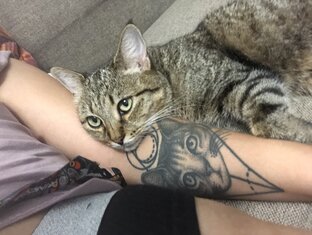 Котомадонна