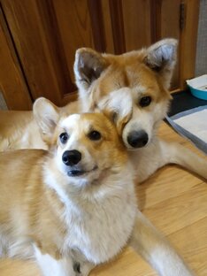 Короткие, смешные сценки.