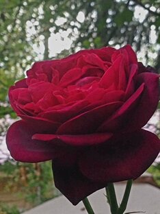 В саду загородного дома!