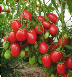 Всё про томаты)))  🍅 🍅 🍅