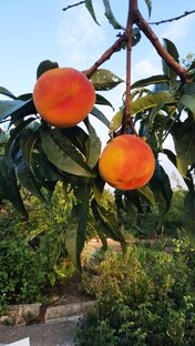 🍎🍊🍉🍇🍋🍌🥝🍒🍍🥑🍐