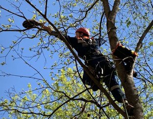 Спасработы на деревьях