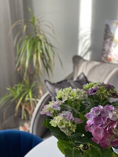 Домашние цветы 