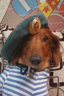 Родик самый чёткий барбадоскин