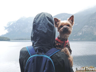 Статистика Дзен Woof Travel Vanlife