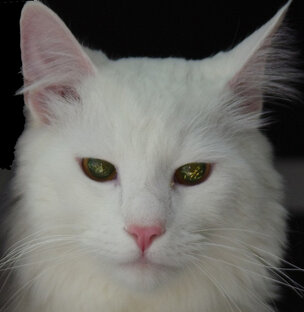 Дзен С статистика