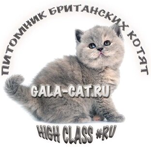 Статистика Дзен Британские котята GALA-CAT