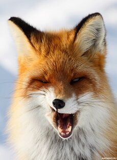 Дзен Всё о сексе от Foxy статистика