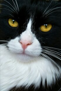 Дзен Дневник КОТА статистика