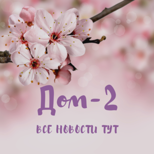 Дзен Дом-2 статистика