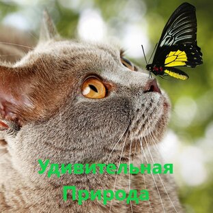 Дзен Удивительная Природа статистика